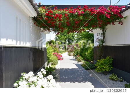 神奈川県綾瀬市　あやせローズガーデン古都の庭散策路と満開バラの花 139802635