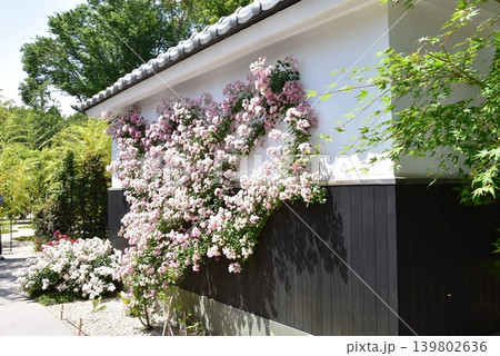 神奈川県綾瀬市　あやせローズガーデン古都の庭散策路と満開バラの花 139802636