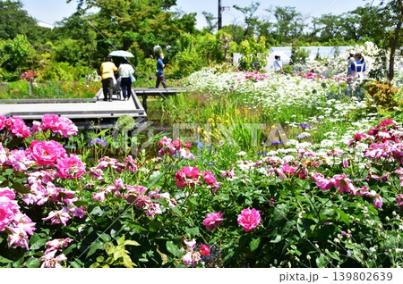 神奈川県綾瀬市　あやせローズガーデンウォーターガーデン散策路と満開バラの花 139802639
