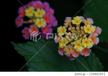 花色が変化する花 139802651