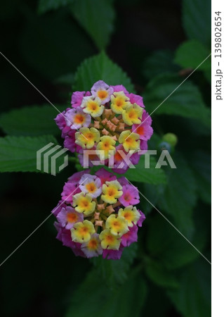 花色が変化する花 花色が変化する花 139802654