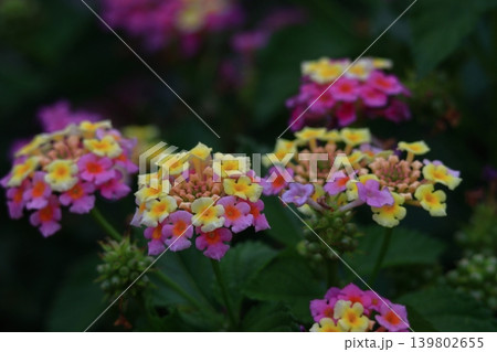 花色が変化する花 花色が変化する花 139802655