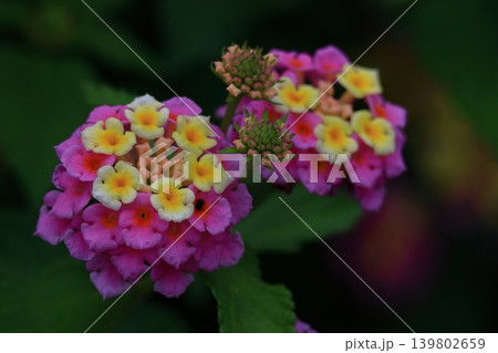 花色が変化する花 139802659