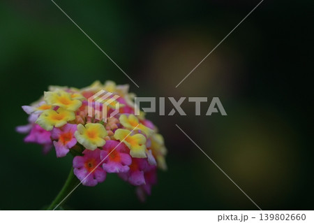 花色が変化する花 139802660