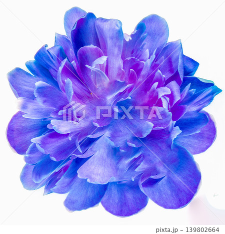 Peony flower  on  a  white isolated background with clipping path. Closeup. For design. Nature.. 139802664
