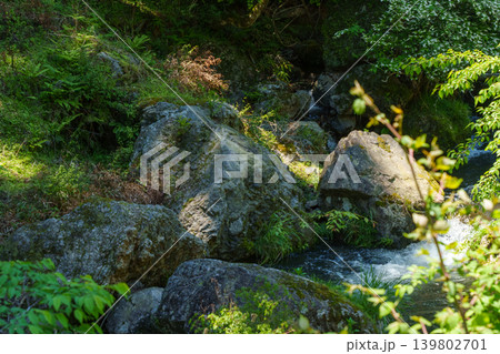 苔の生えた岩 苔の生えた岩 139802701