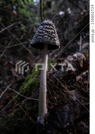 Magpie Inkcap Mushroom in Natural Habitat. Magpie Inkcap Mushroom in Natural Habitat. 139802724