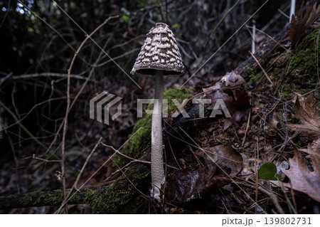 Magpie Inkcap Mushroom in Natural Habitat. Magpie Inkcap Mushroom in Natural Habitat. 139802731