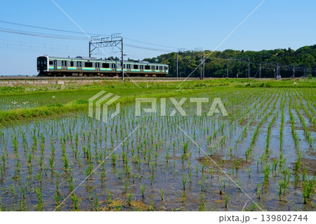 初夏の総武本線とE131系 初夏の総武本線とE131系 139802744