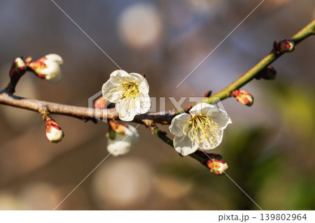 朝の日差しを受ける梅の花45 朝の日差しを受ける梅の花45 139802964