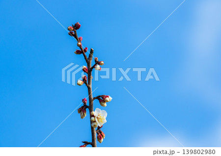 冬の青空と雲と早咲きの白梅02 冬の青空と雲と早咲きの白梅02 139802980