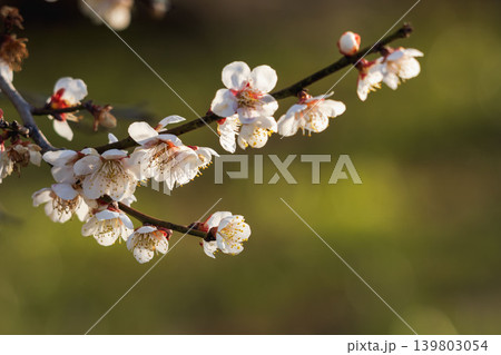 日差しで輝く梅の花06 139803054
