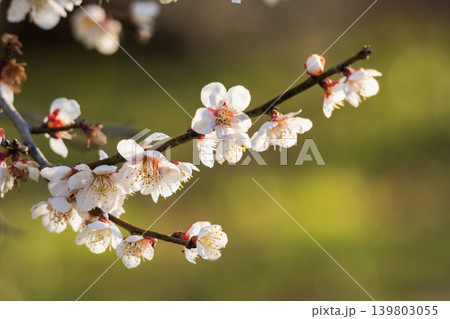 日差しで輝く梅の花07 139803055