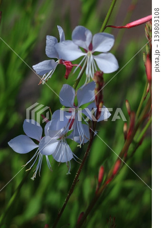 ひらひら舞う蝶々に似た花 ひらひら舞う蝶々に似た花 139803108