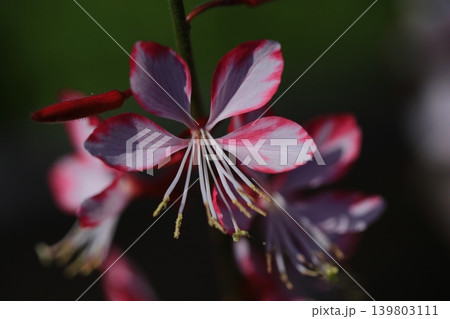 ひらひら舞う蝶々に似た花 ひらひら舞う蝶々に似た花 139803111