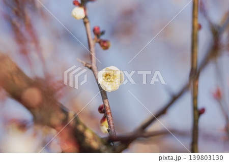 朝の日差しを受ける梅の花31 139803130