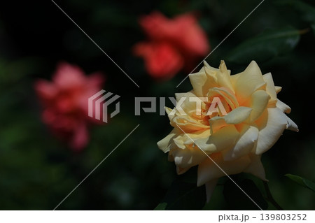 花の女王 139803252