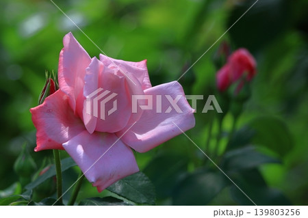 花の女王 花の女王 139803256