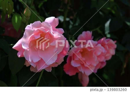 花の女王 花の女王 139803260