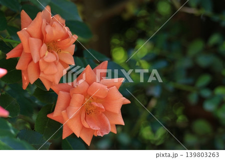 花の女王 139803263