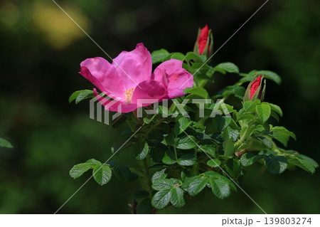 花の女王 花の女王 139803274