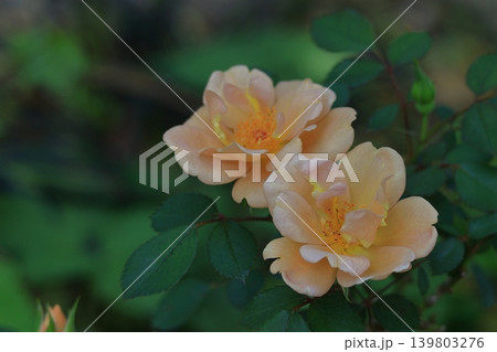 花の女王 花の女王 139803276