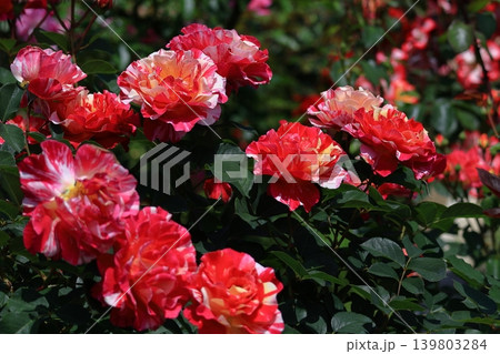 花の女王 花の女王 139803284