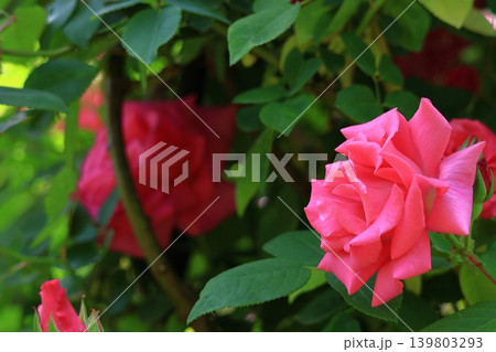花の女王 花の女王 139803293