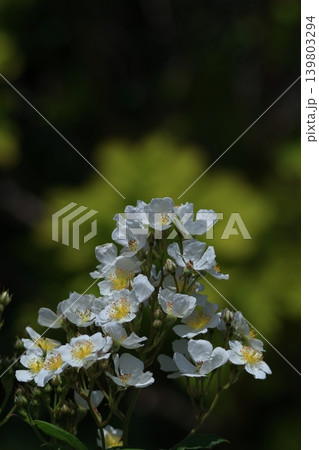 花の女王 139803294