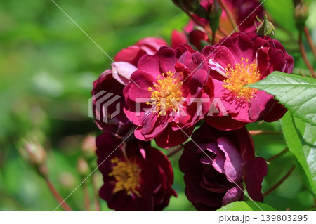 花の女王 花の女王 139803295