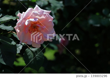 花の女王 花の女王 139803296