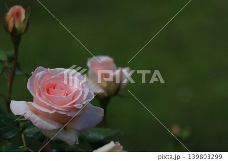 花の女王 花の女王 139803299
