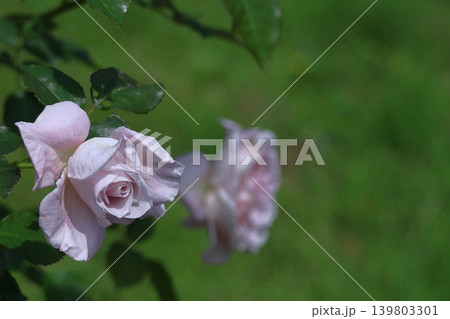 花の女王 花の女王 139803301