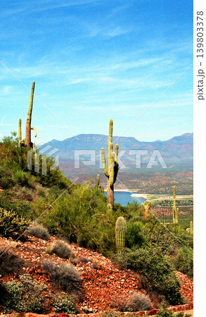 Film Work Old Saguaro Cactus Sonora desert Arizona 139803378