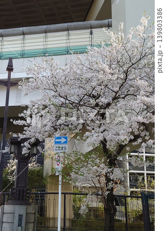 建造物に寄り添う桜 建造物に寄り添う桜 139803386