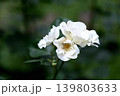 白いバラの花 139803633