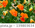 オレンジ色のビオラ 139803634