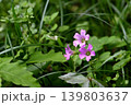 ムラサキカタバミの花 139803637