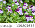 紫と白のビオラの花 139803638