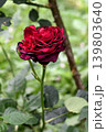 深紅のバラの花 139803640