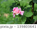 淡いピンク色のバラのつぼみ 139803641