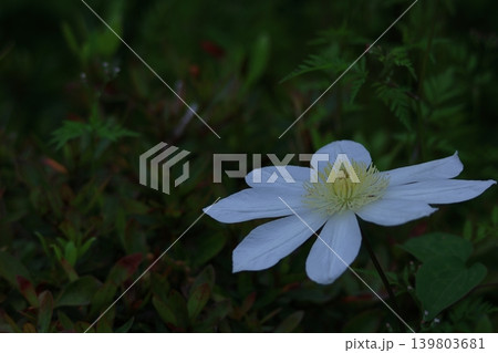 つる植物の女王 つる植物の女王 139803681