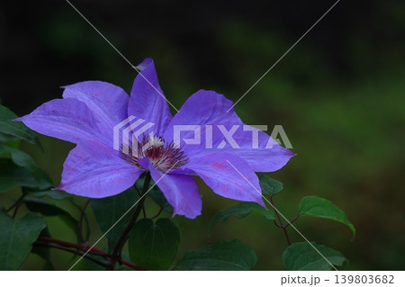 つる植物の女王 つる植物の女王 139803682