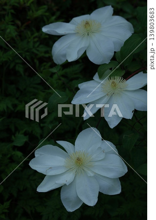 つる植物の女王 139803683