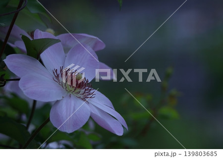つる植物の女王 139803685