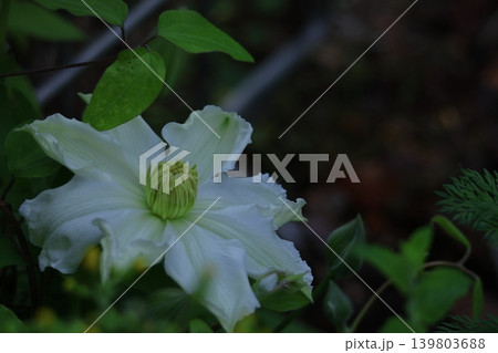 つる植物の女王 つる植物の女王 139803688