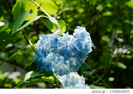 梅雨の花 139803695