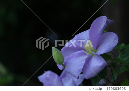 つる植物の女王 つる植物の女王 139803698