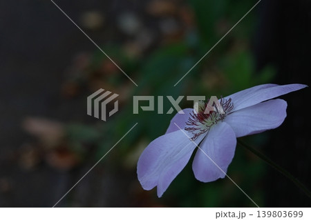 つる植物の女王 つる植物の女王 139803699