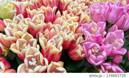 Bright background of dense artificial pink and bicolor yellow tulips with green leaves in close up Bright background of dense artificial pink and bicolor yellow tulips with green leaves in close up 139803720